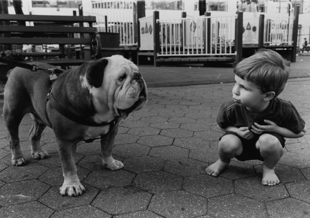 A boy crouching face to face with a bulldog on a city sidewalk