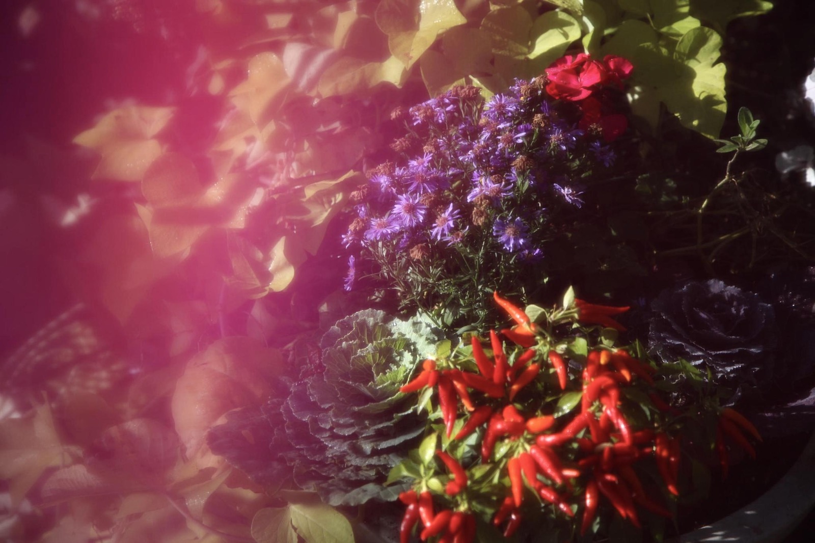 Red peppers, purple flowers, and dark leaves seen through a wash of pink light