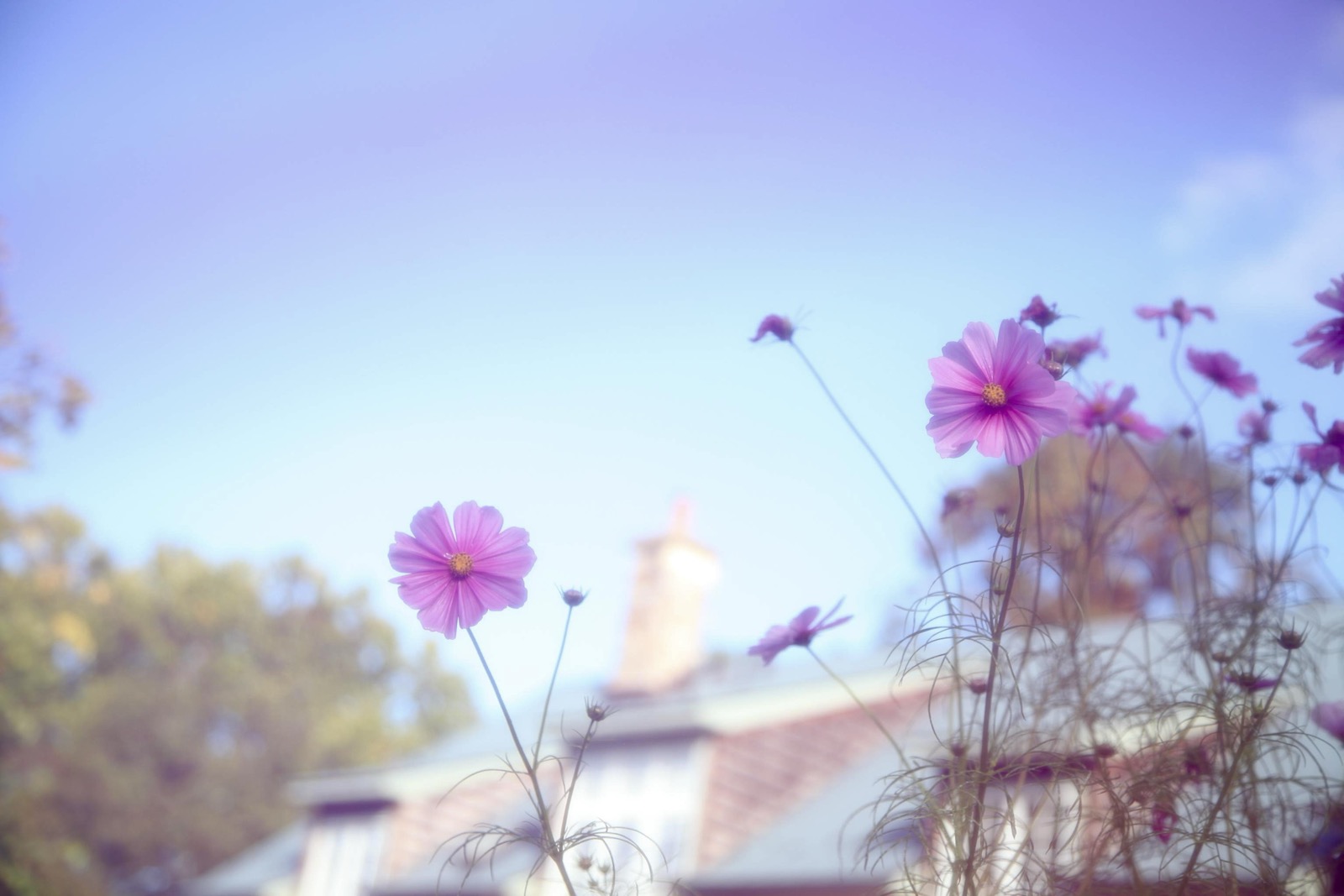 Pink cosmos flowers rising into a pale blue sky